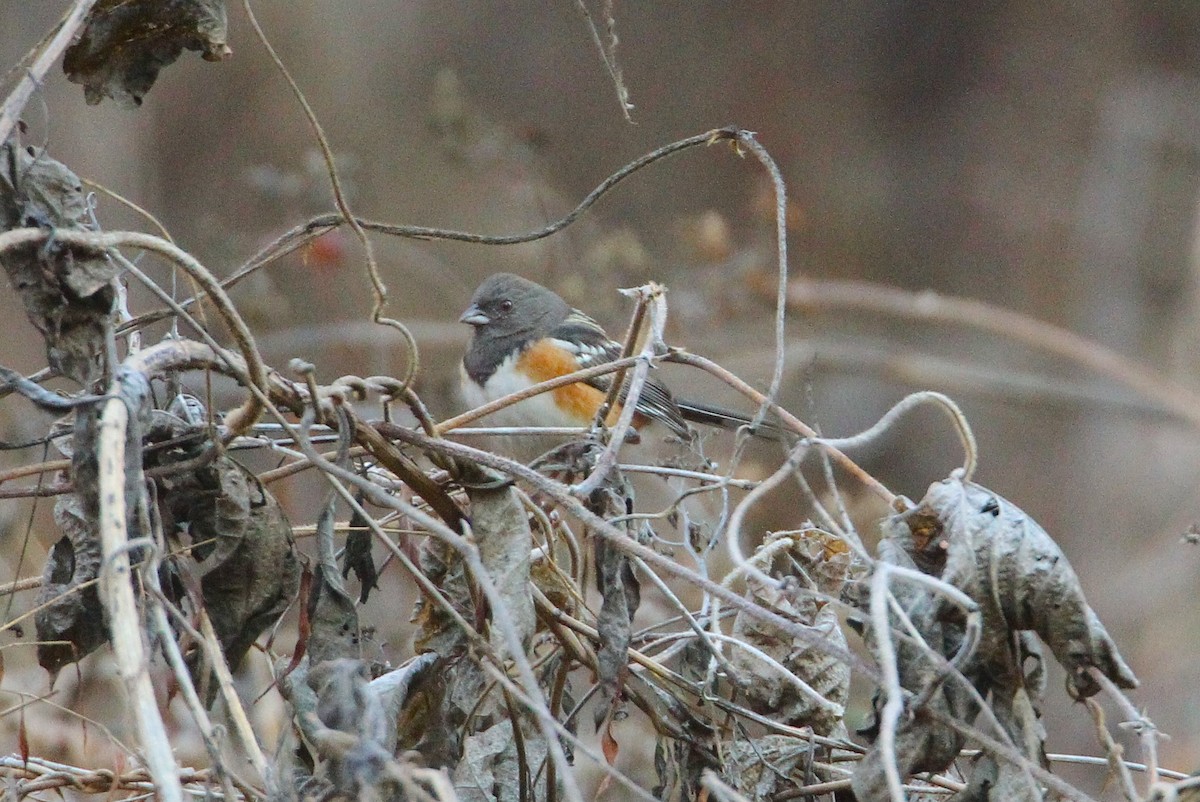 Spotted Towhee - Wolf Jedamski