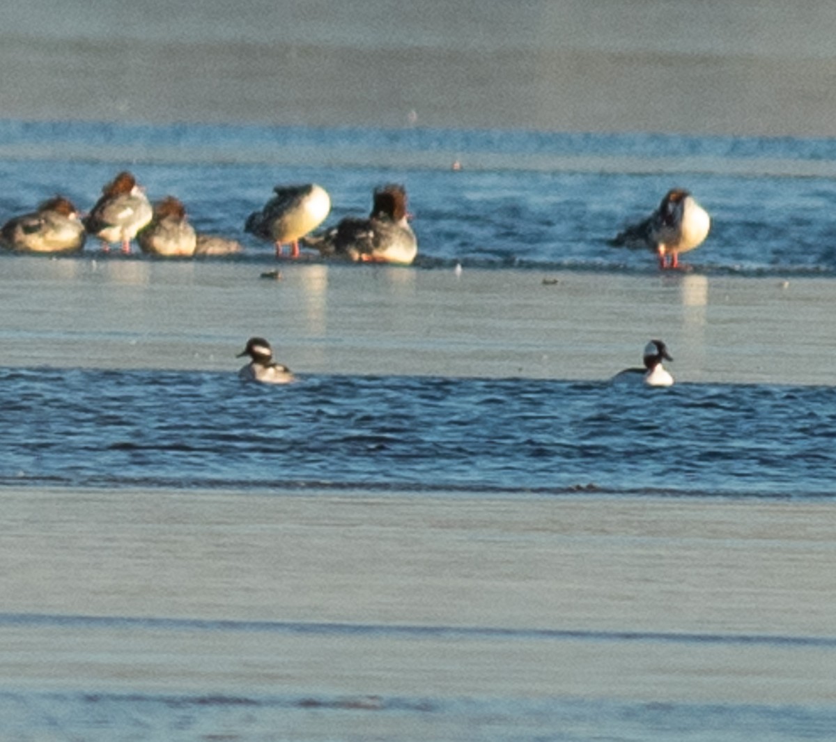 Bufflehead - Ethan Cleveland