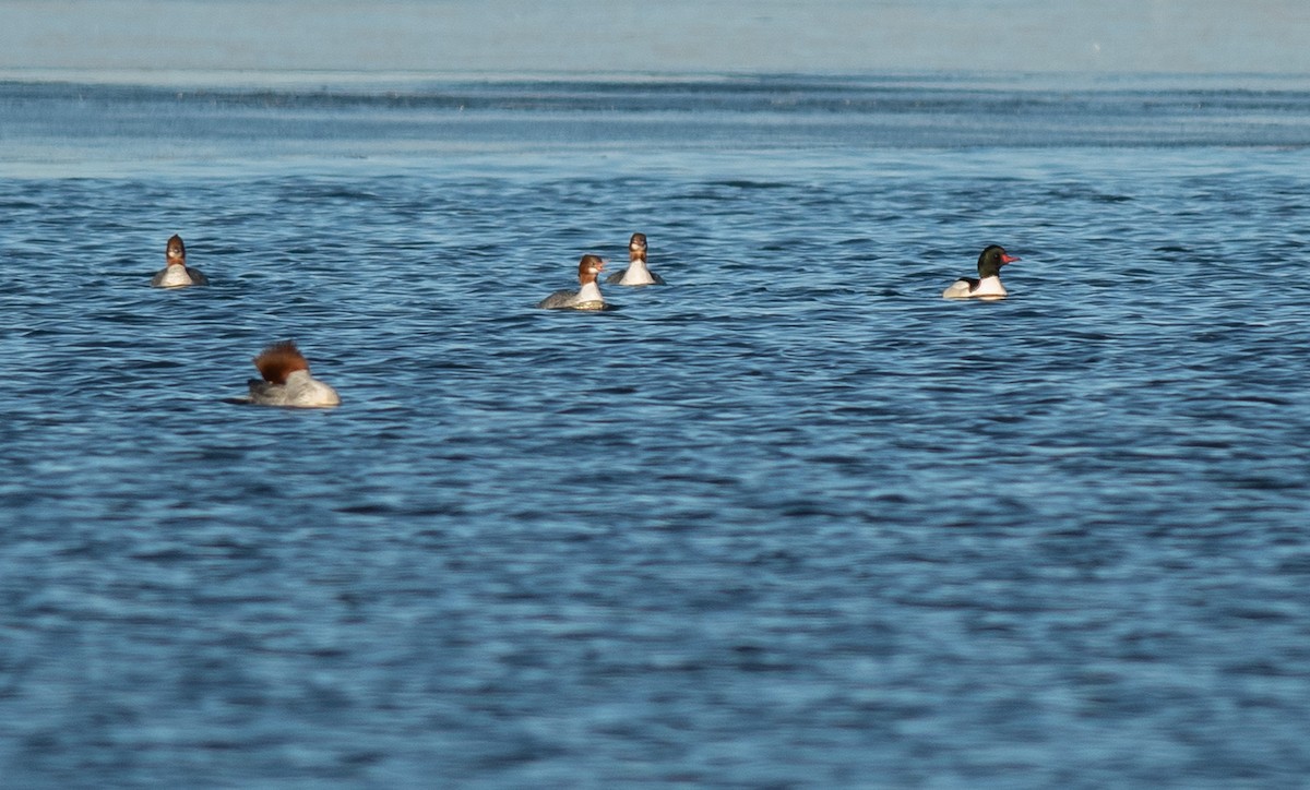 Common Merganser - Ethan Cleveland