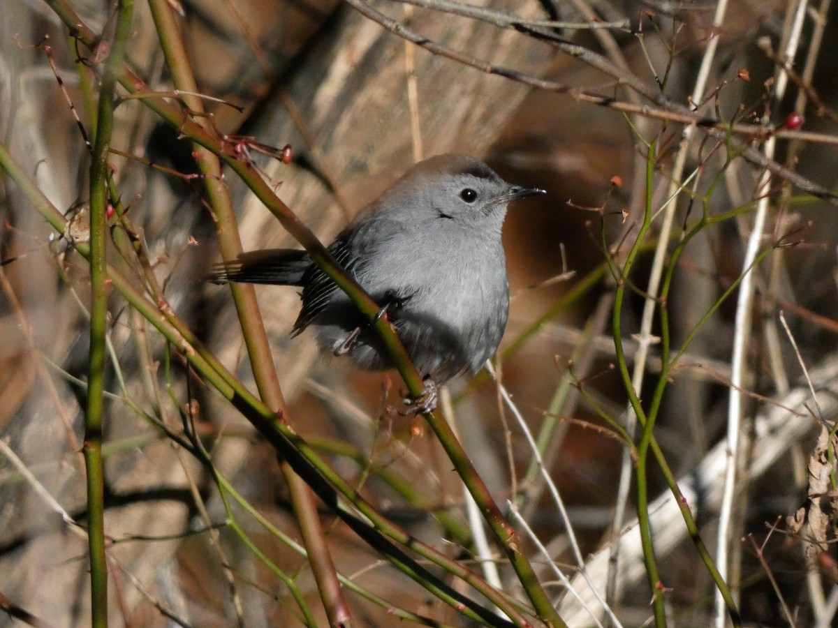 Gray Catbird - ML612989733