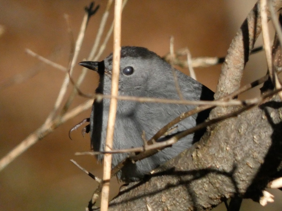 Pájaro Gato Gris - ML612989734