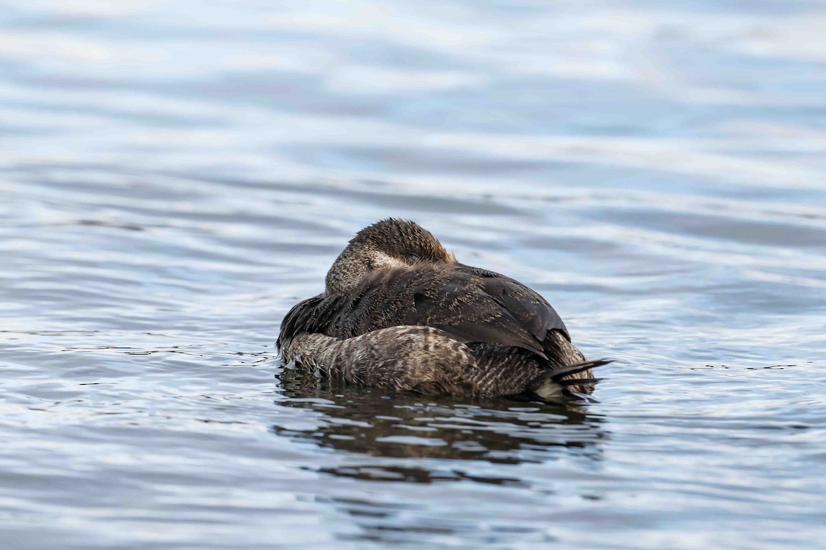 Ruddy Duck - ML612989741