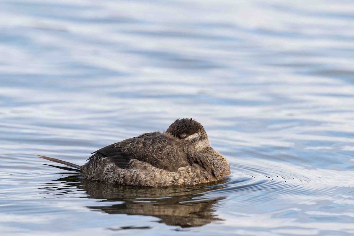 Ruddy Duck - ML612989743