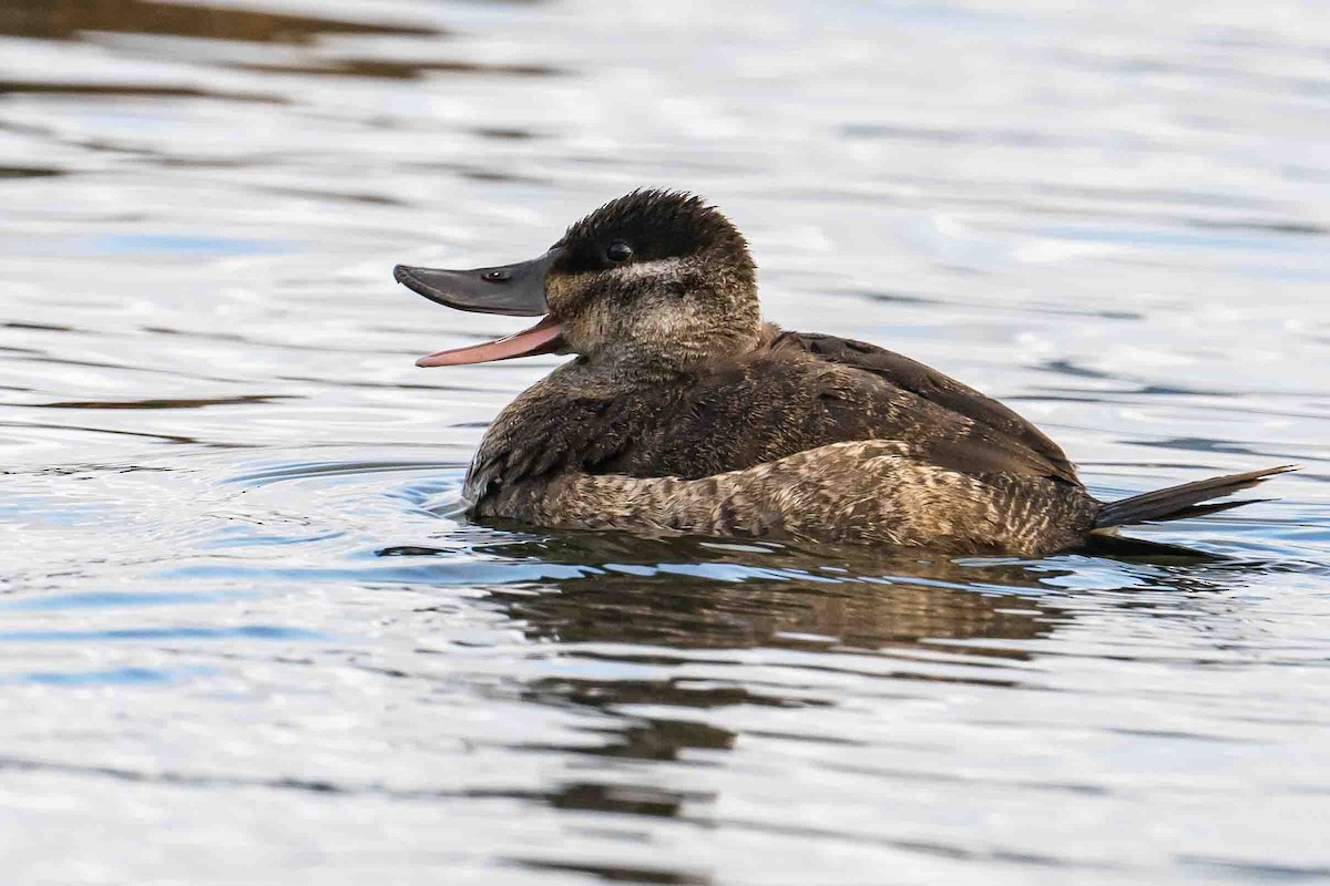 Ruddy Duck - ML612989744