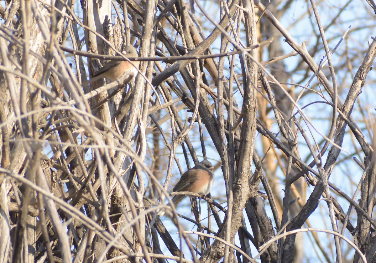 Dark-eyed Junco (Pink-sided) - ML612989761
