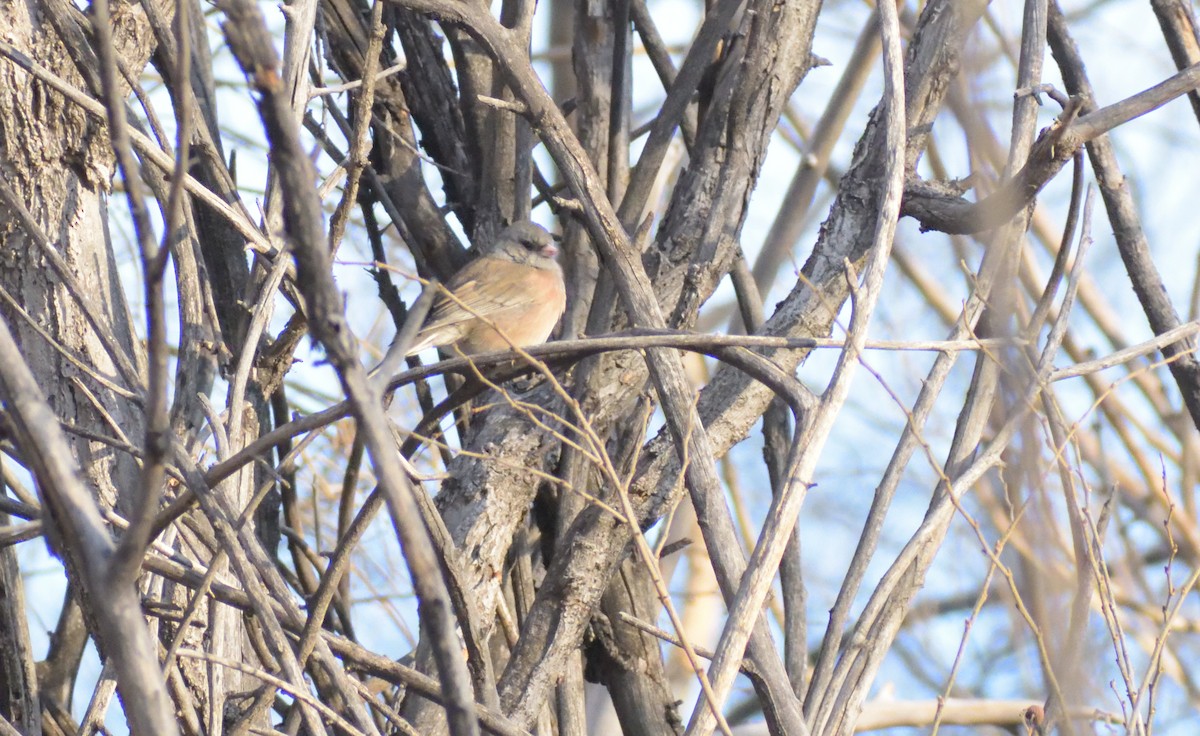 Dark-eyed Junco (Pink-sided) - ML612989767