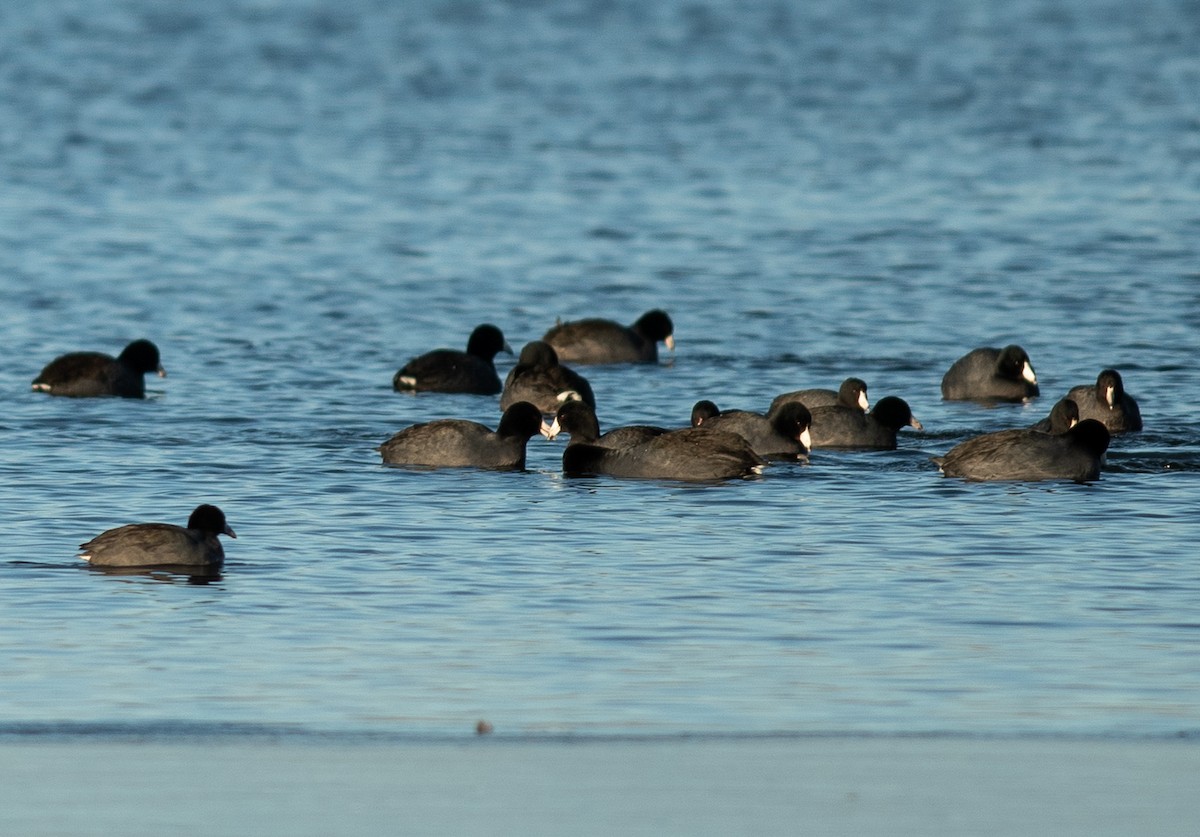 American Coot - Ethan Cleveland