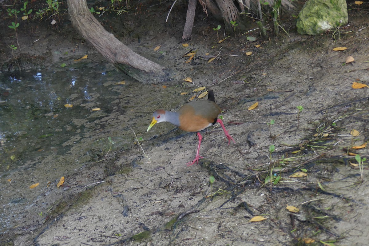 Russet-naped Wood-Rail - ML612989892