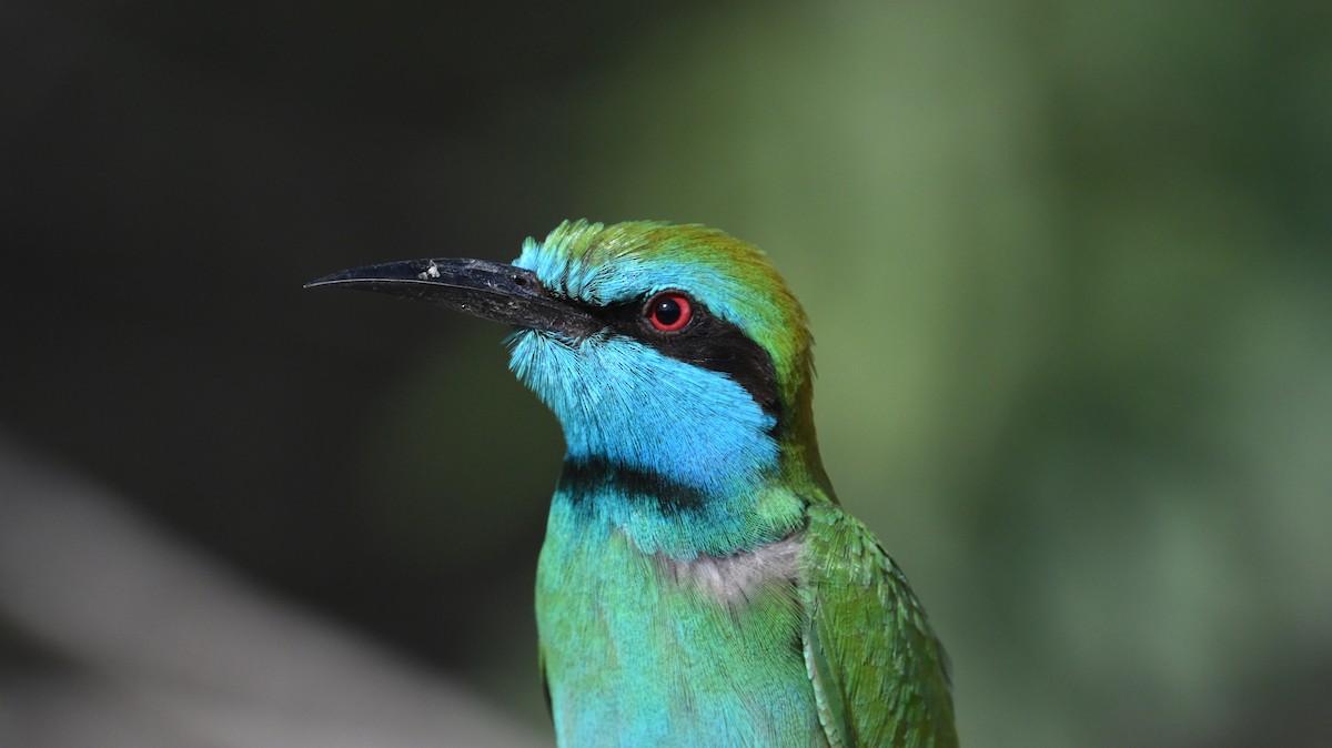 Arabian Green Bee-eater - ML612989898