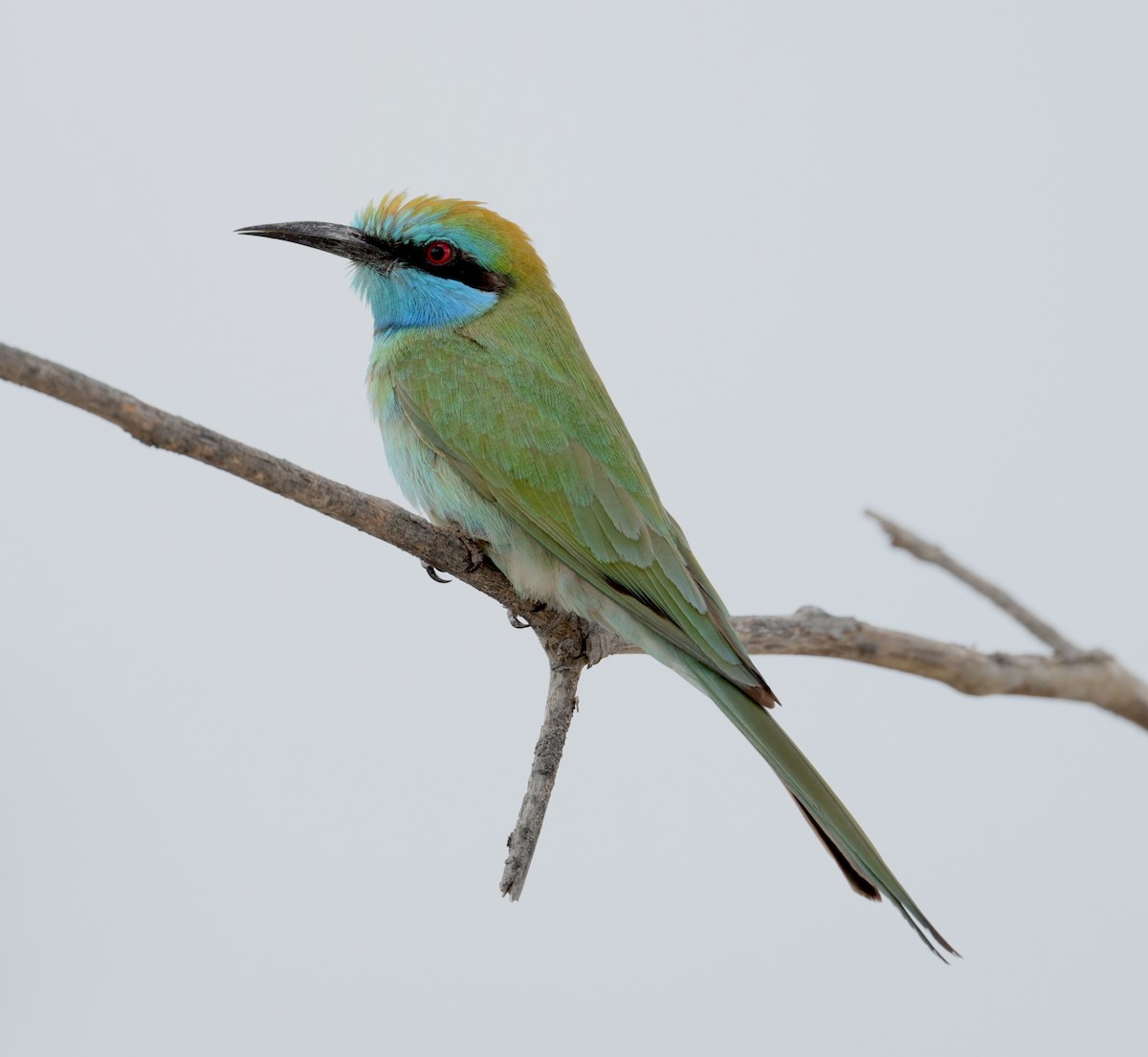 Arabian Green Bee-eater - ML612989900