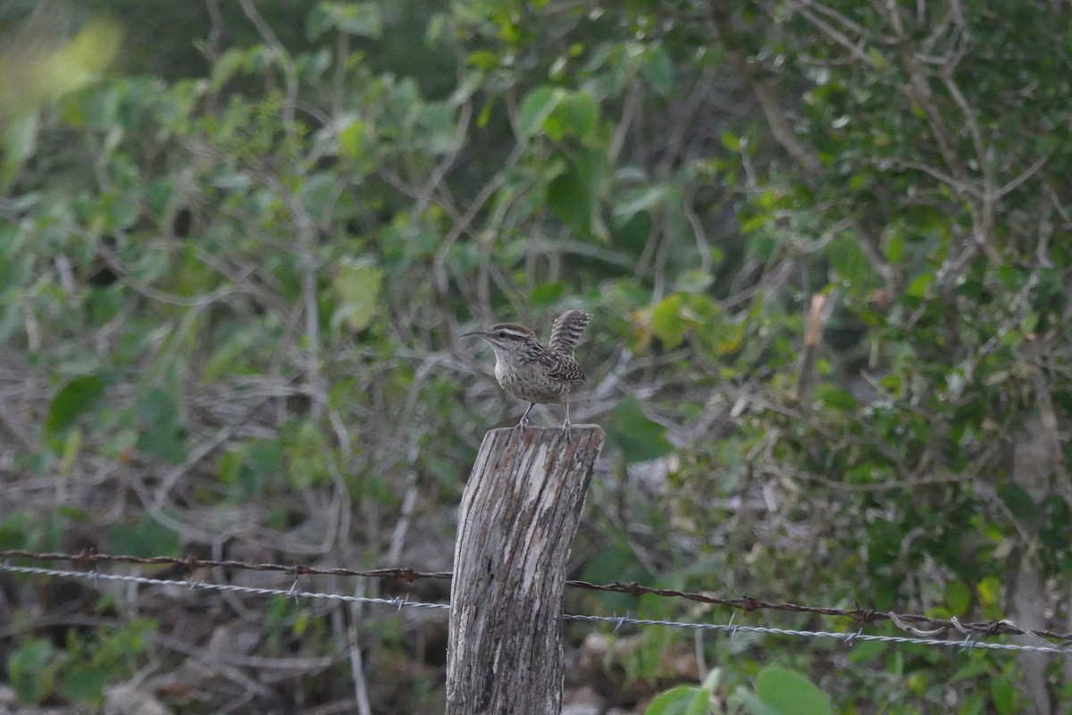 Yukatan Çıtkuşu - ML612989911