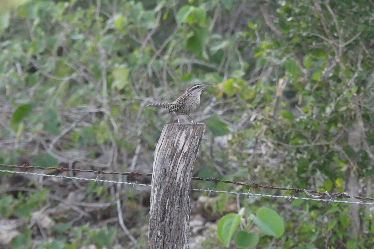 Yucatan Wren - ML612989917