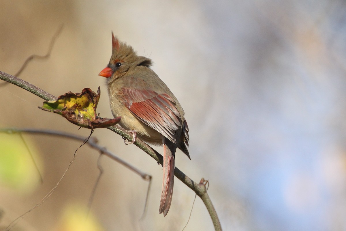 Northern Cardinal - Wolf Jedamski