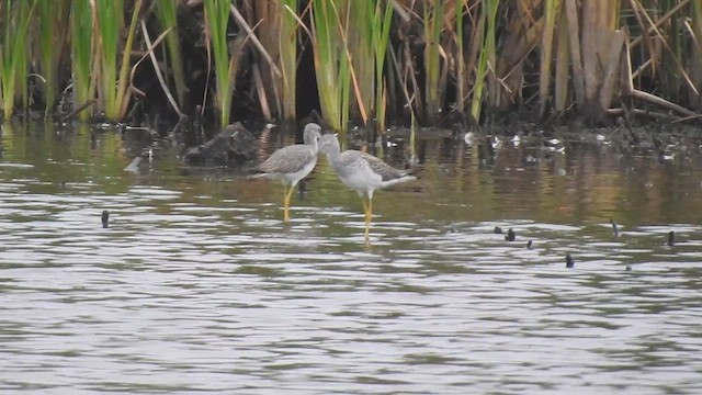 オオキアシシギ - ML612989950