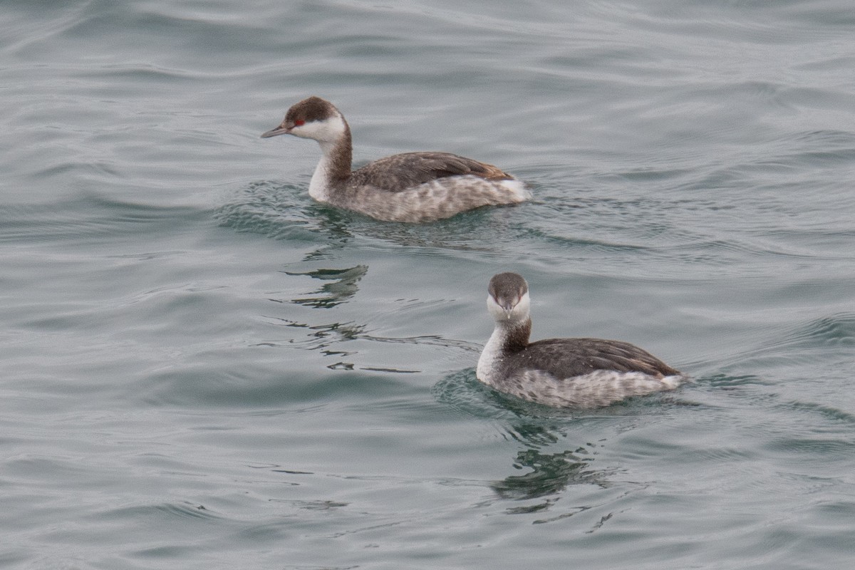 Horned Grebe - ML612989985