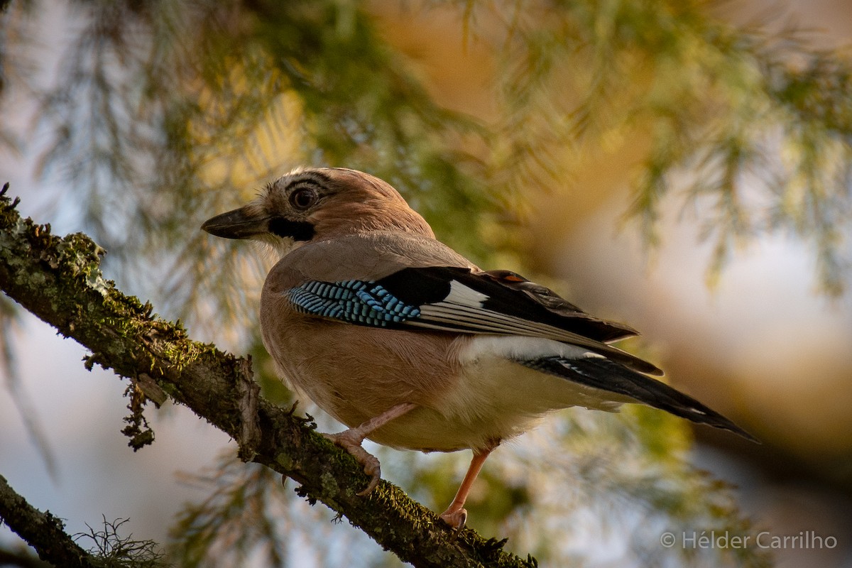 Eurasian Jay - ML612990017