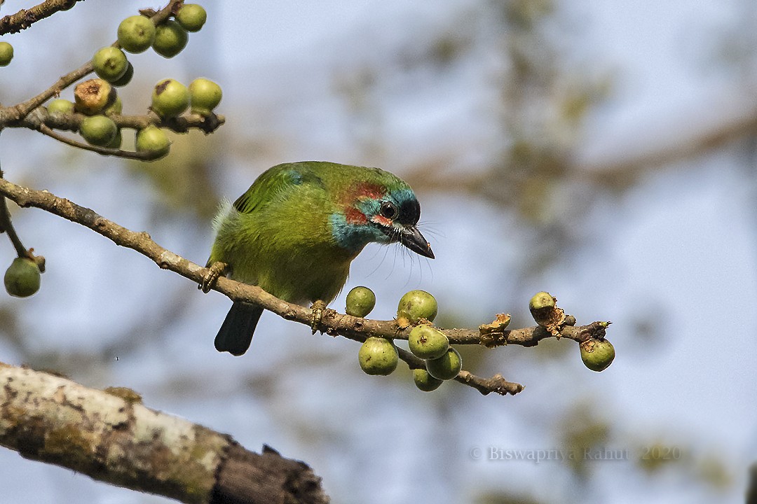 Blue-eared Barbet - ML612990042