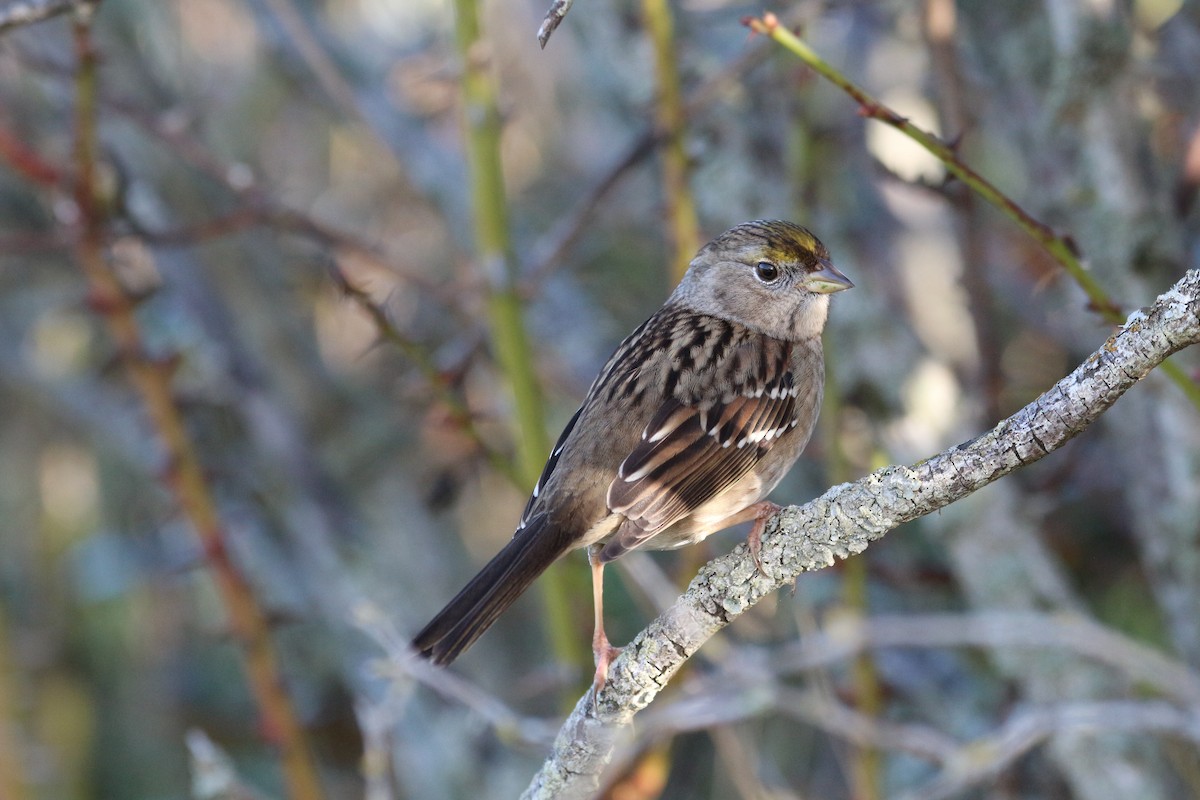 Golden-crowned Sparrow - ML612990052