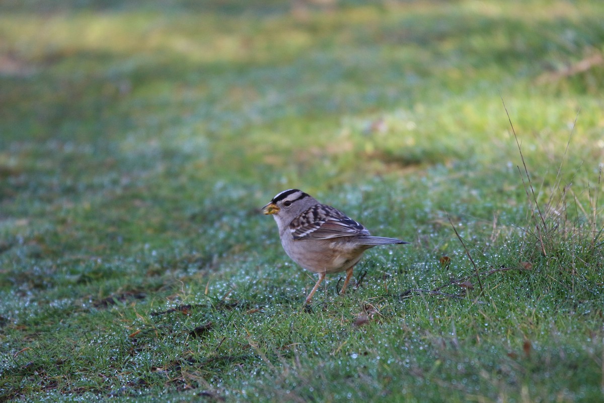 White-crowned Sparrow - ML612990061