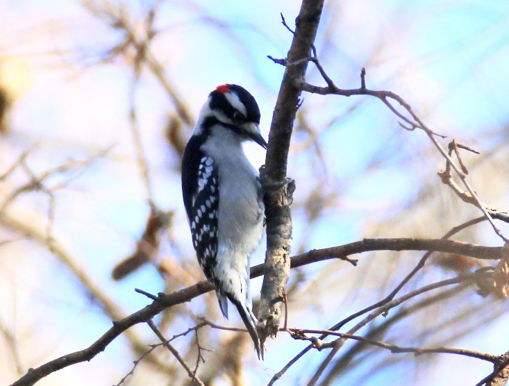 Downy Woodpecker - ML612990078