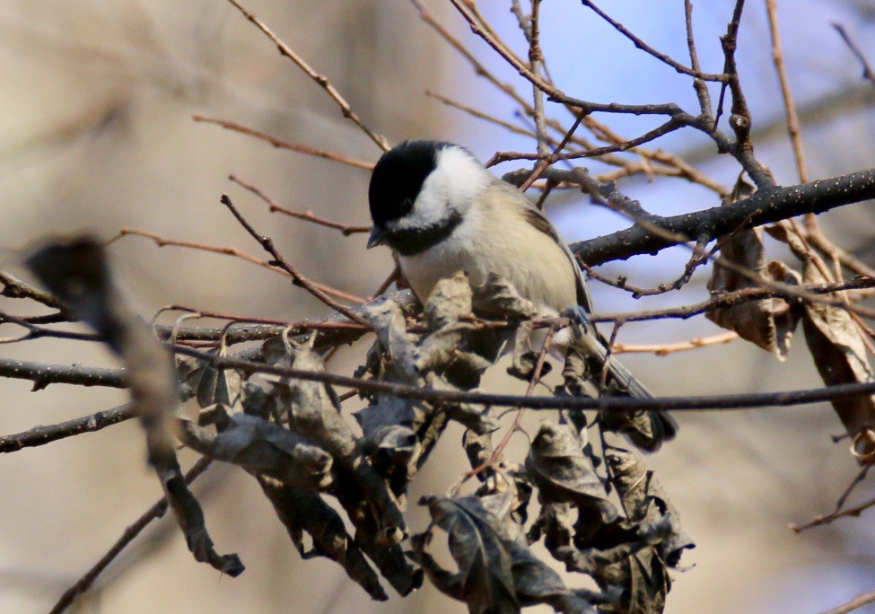 Carolina Chickadee - ML612990104