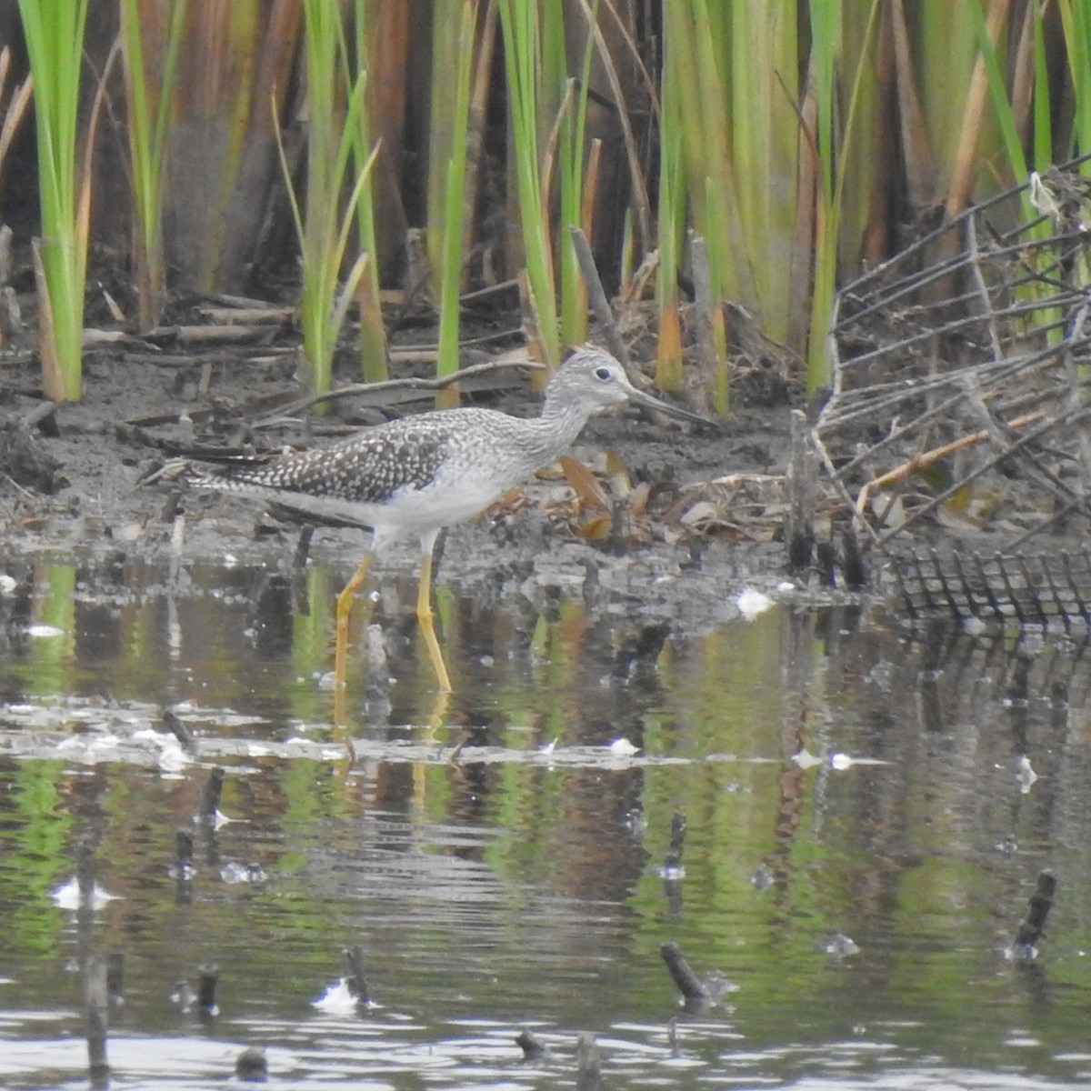 Greater Yellowlegs - Gregg Severson