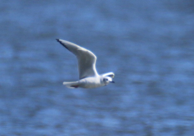 Bonaparte's Gull - ML612990169