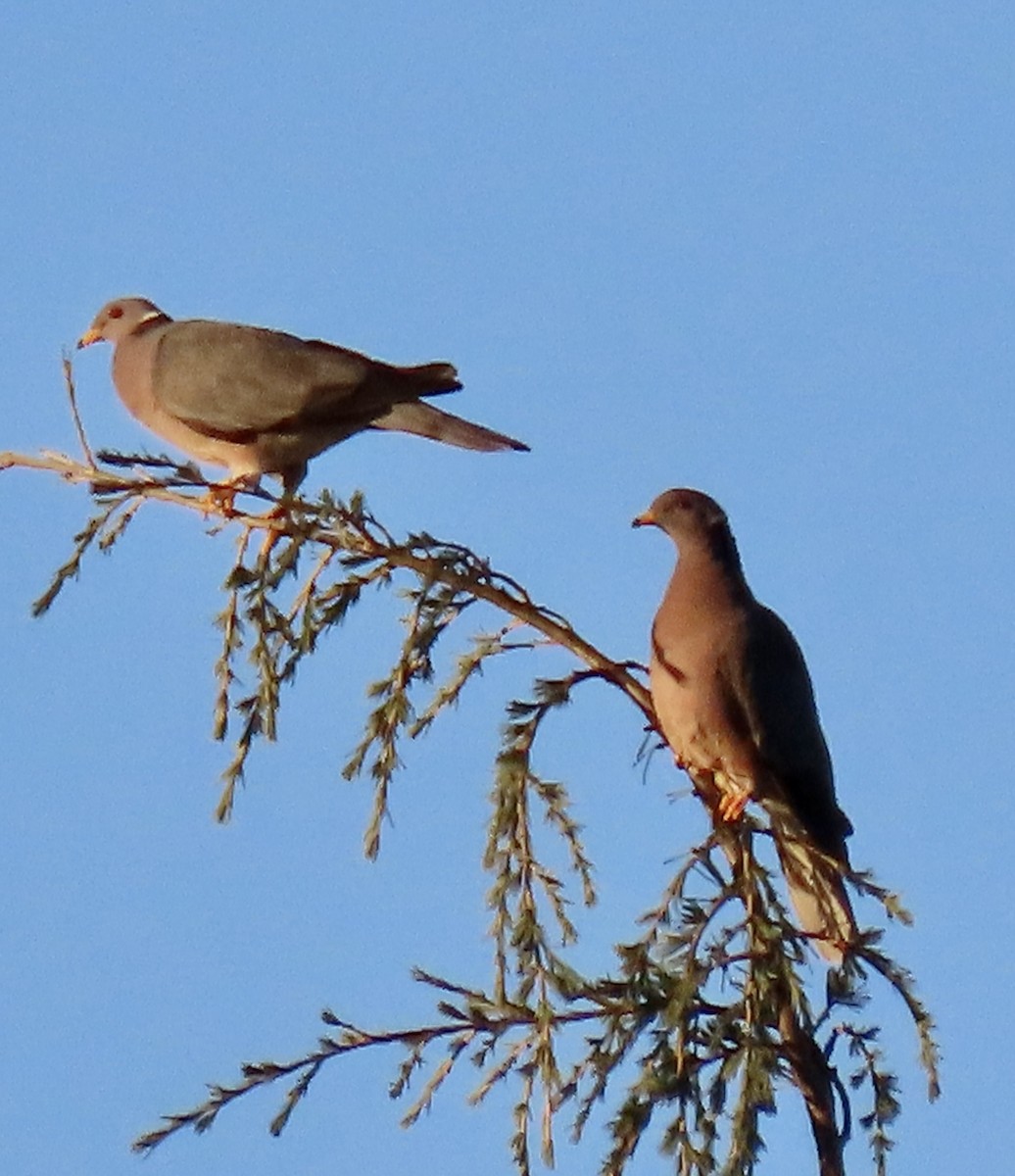 Band-tailed Pigeon - ML612990276