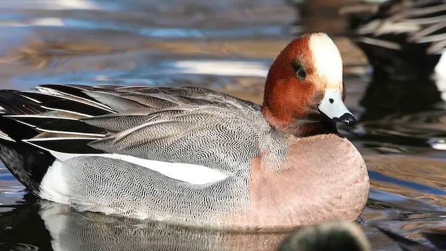 Eurasian Wigeon - ML612990277