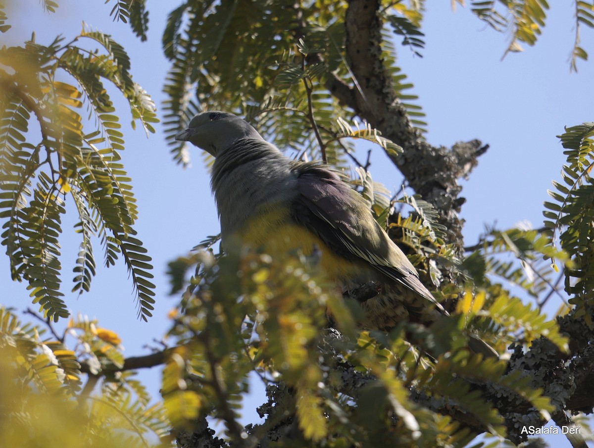 Bruce's Green-Pigeon - ML612990330