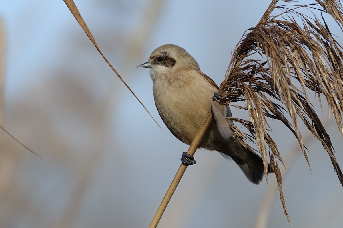 Eurasian Penduline-Tit - ML612990370