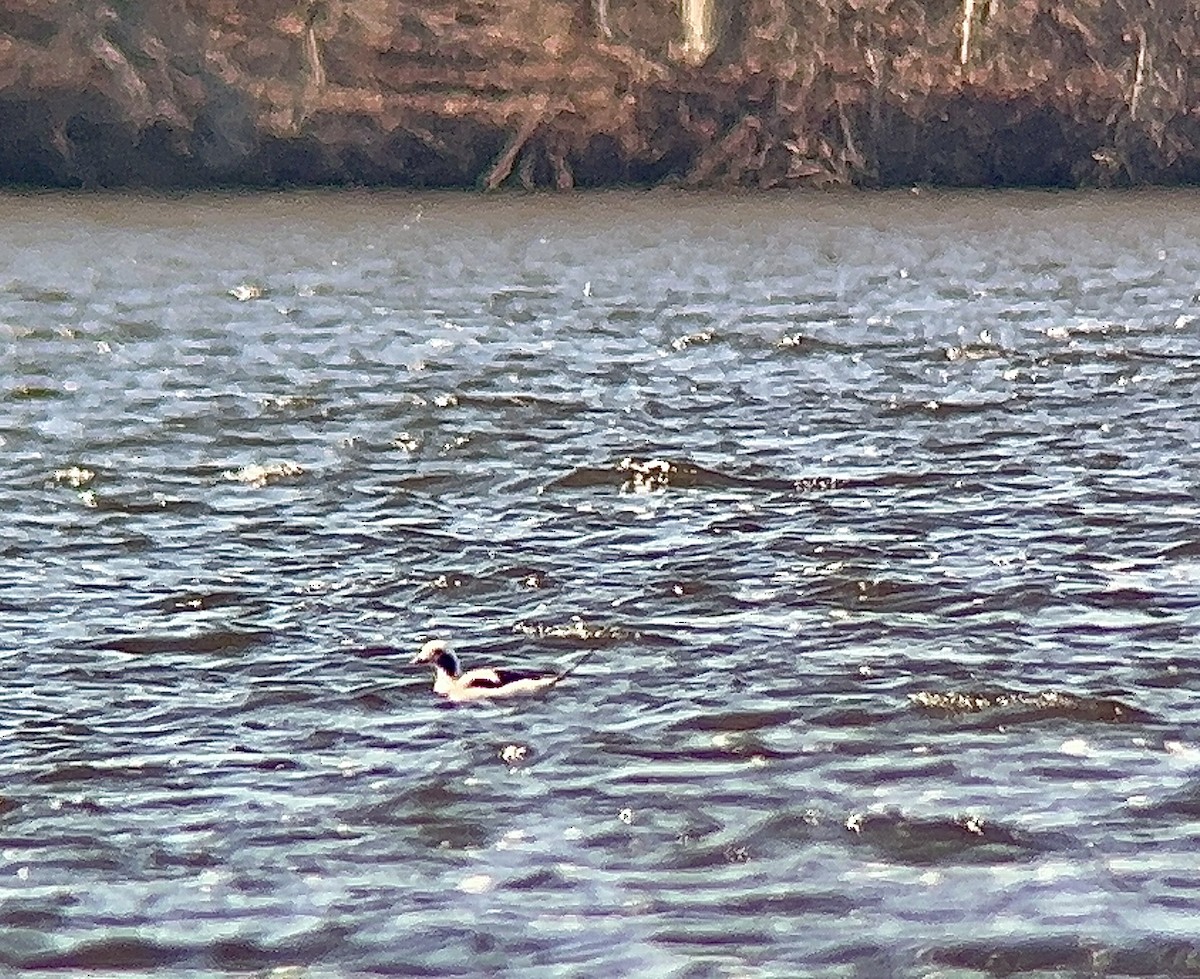 長尾鴨 - ML612990375