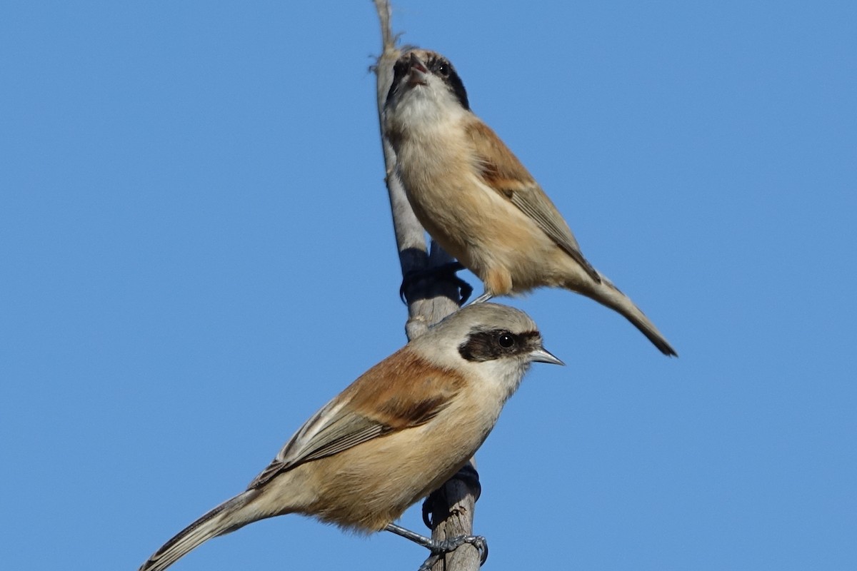 Eurasian Penduline-Tit - ML612990384