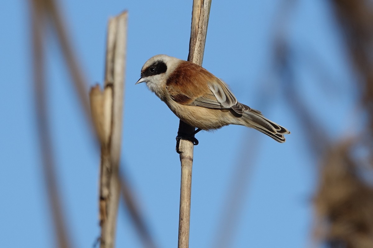 Eurasian Penduline-Tit - ML612990422