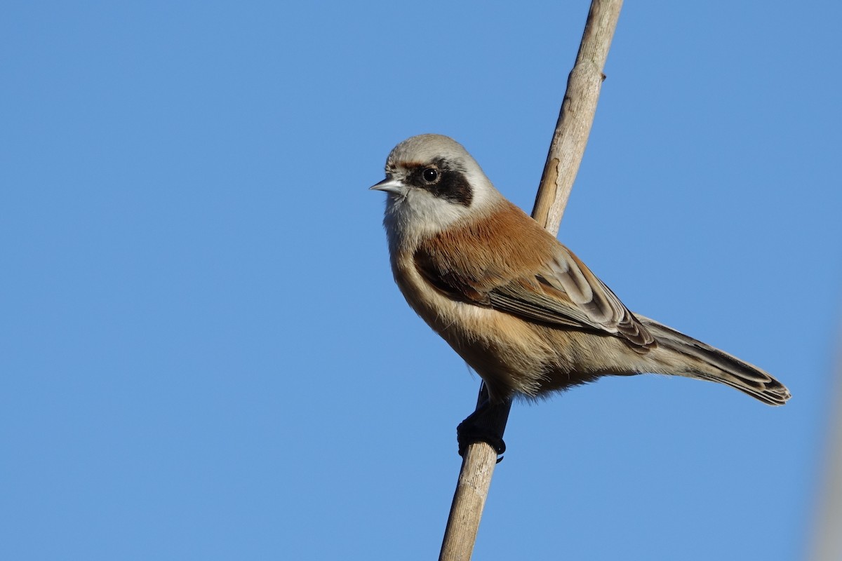 Eurasian Penduline-Tit - ML612990445