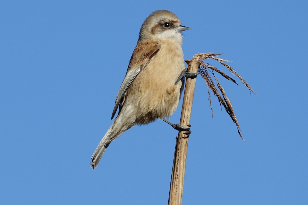 Eurasian Penduline-Tit - ML612990471
