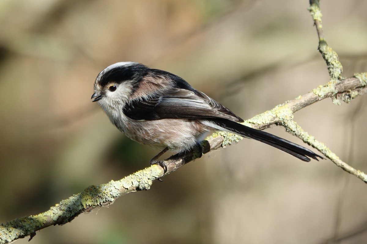 Long-tailed Tit - ML612990488