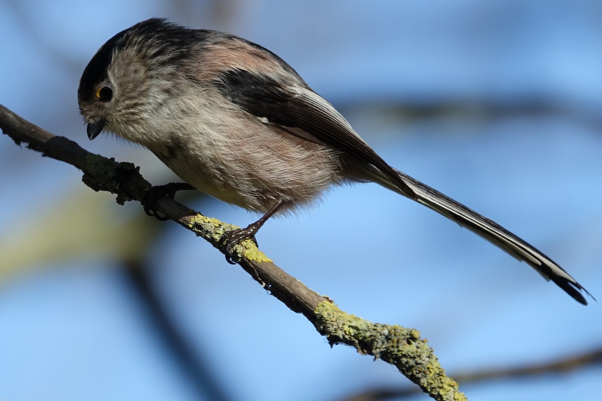 Long-tailed Tit - ML612990506