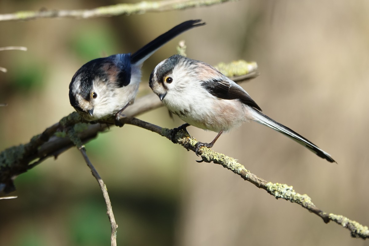 Long-tailed Tit - ML612990518