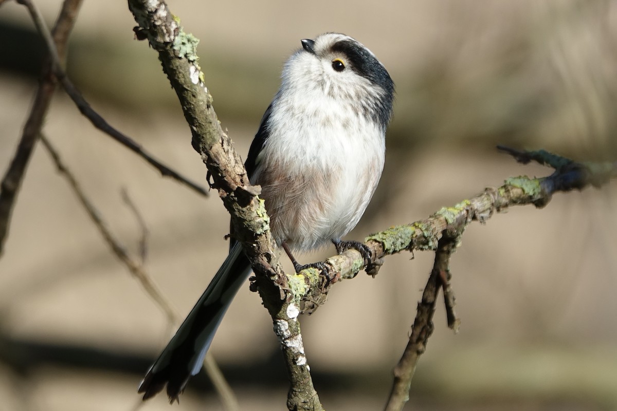 Long-tailed Tit - ML612990528