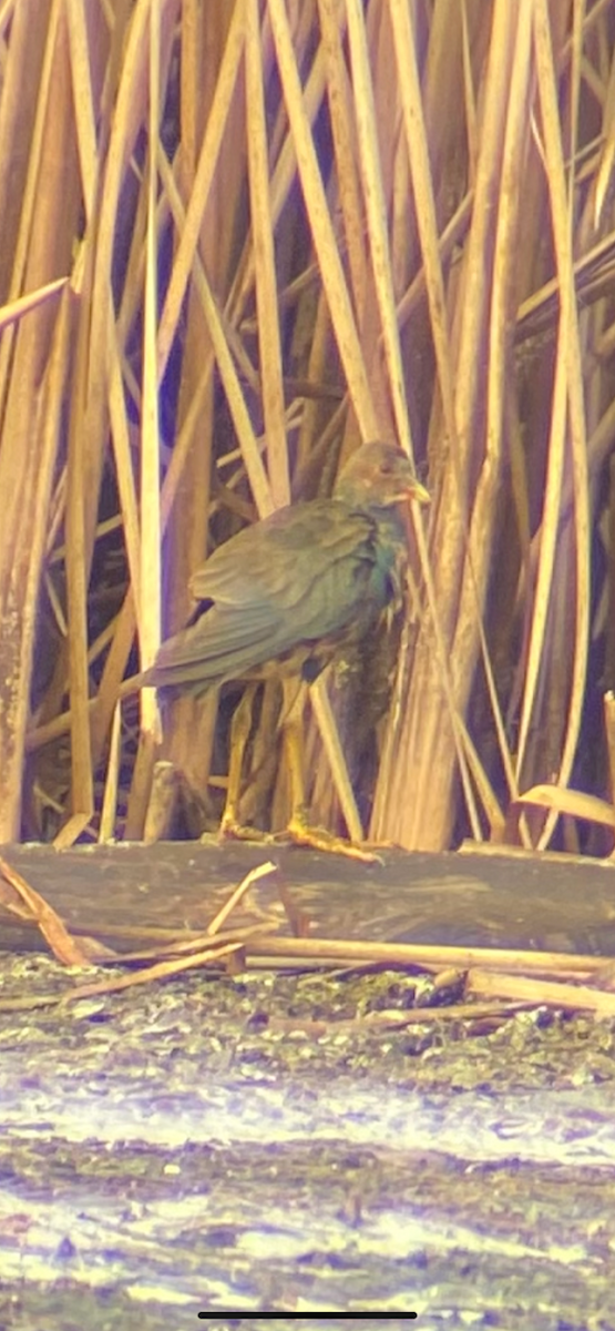 Pollo sultano della Martinica - ML612990583