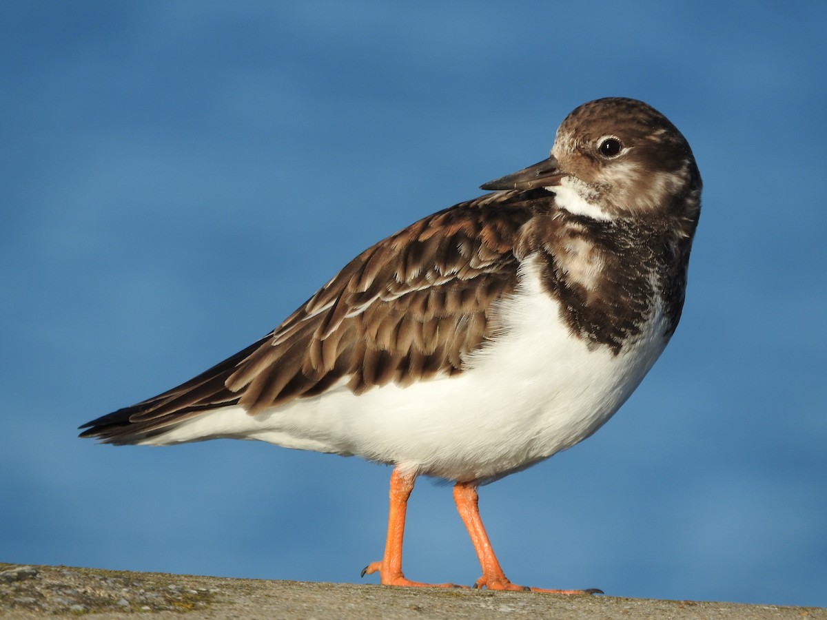 Ruddy Turnstone - ML612990600