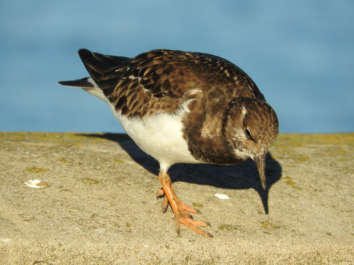 Ruddy Turnstone - ML612990601