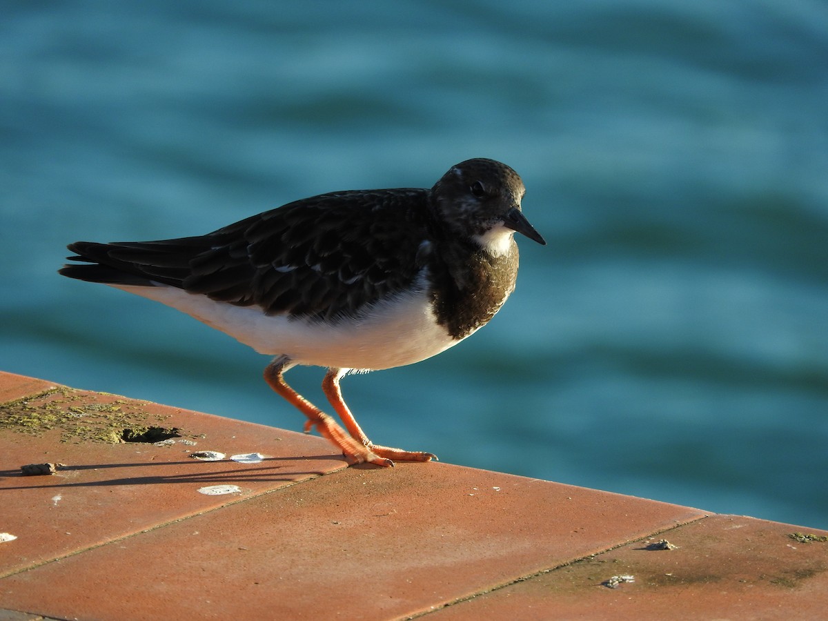 Ruddy Turnstone - ML612990603