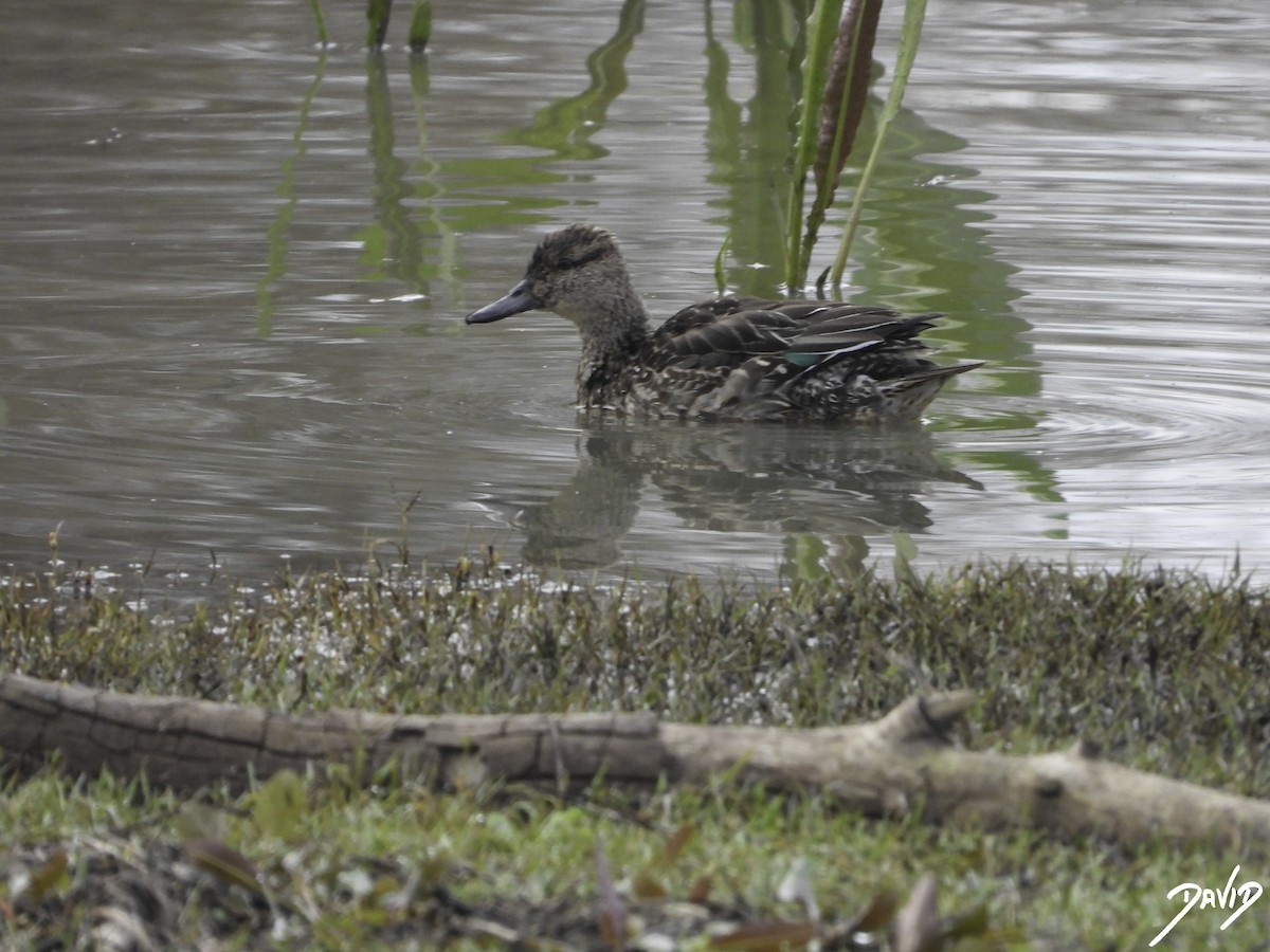 Green-winged Teal - ML612990625
