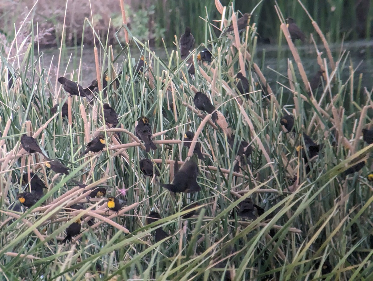 Yellow-headed Blackbird - Carlos Gonzalez