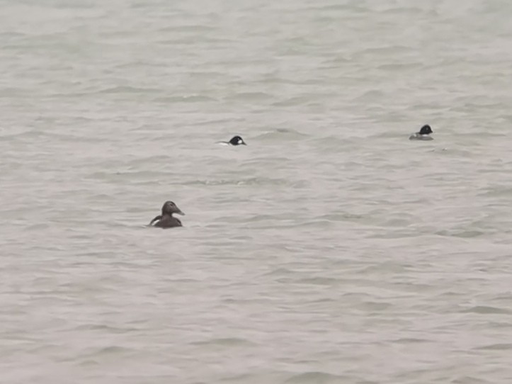 Common Eider - ML612990641