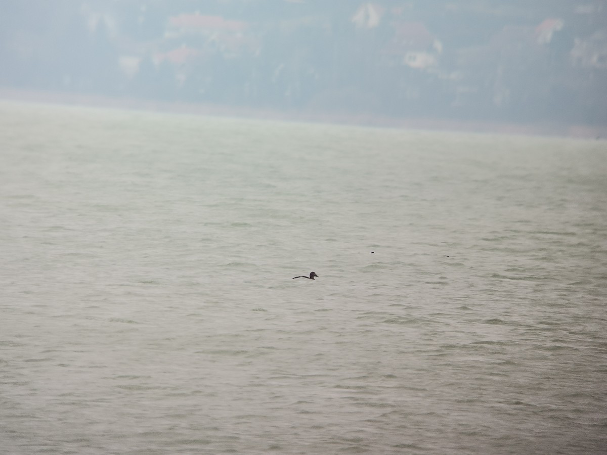 Common Eider - ML612990642