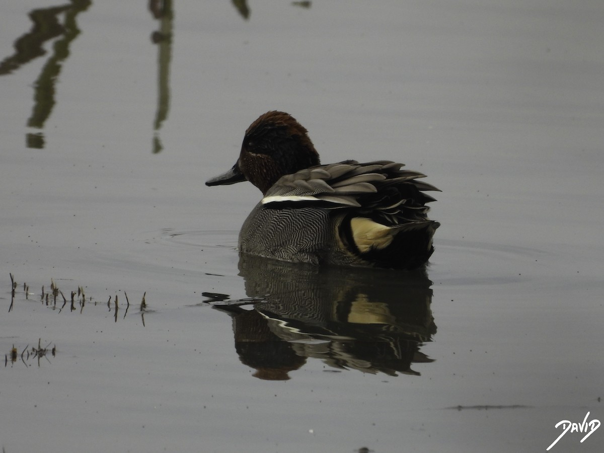 Green-winged Teal - ML612990671