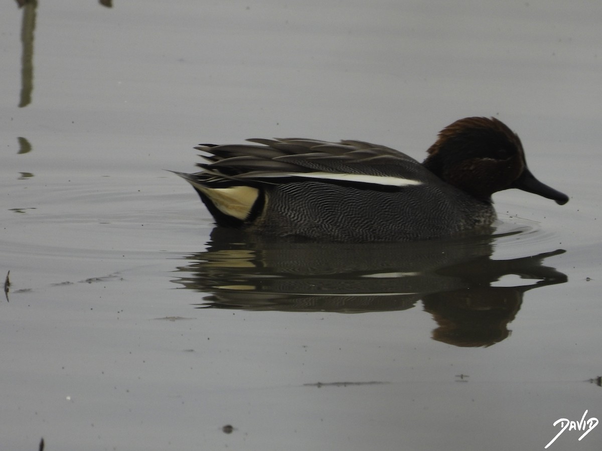 Green-winged Teal - ML612990672